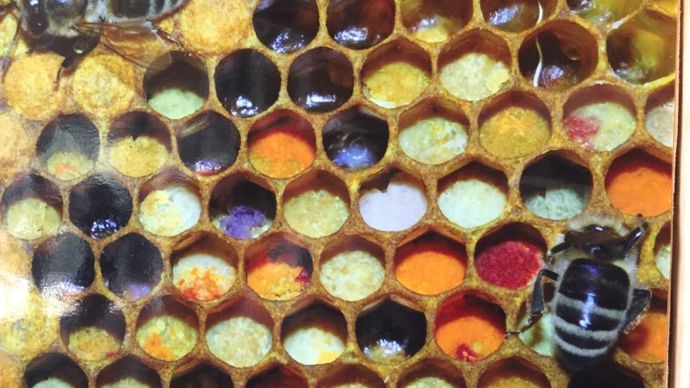 Une belle palette de couleurs, reflet des divers pollens de différentes espèces végétales. ©Wikicommon